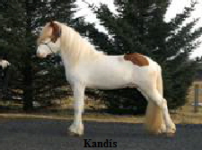 kandis kandis