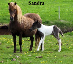 sandra_dottir sandra_dottir