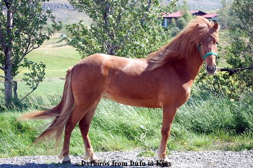 thyrniros_stendur thyrniros_stendur